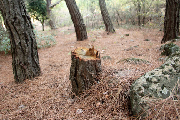 How Our Tree Care Process Works  in  Wickerham Manor Fisher, PA