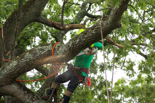 Best Firewood Processing and Delivery  in Wickerham Manor Fisher, PA